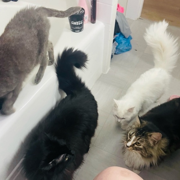 Meet your Posher, Megan and CATS!! Haha cats 🐈⬛ 🐾 🐈 - Picture 7 of 7